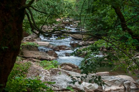 Nature trees photo