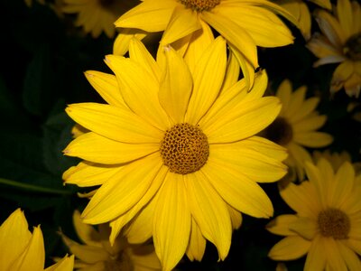Plant close up yellow