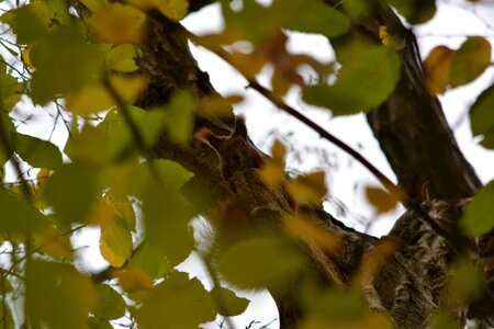 Crown kuckkuck branch