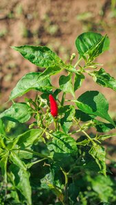 Vegetarian spices spicy