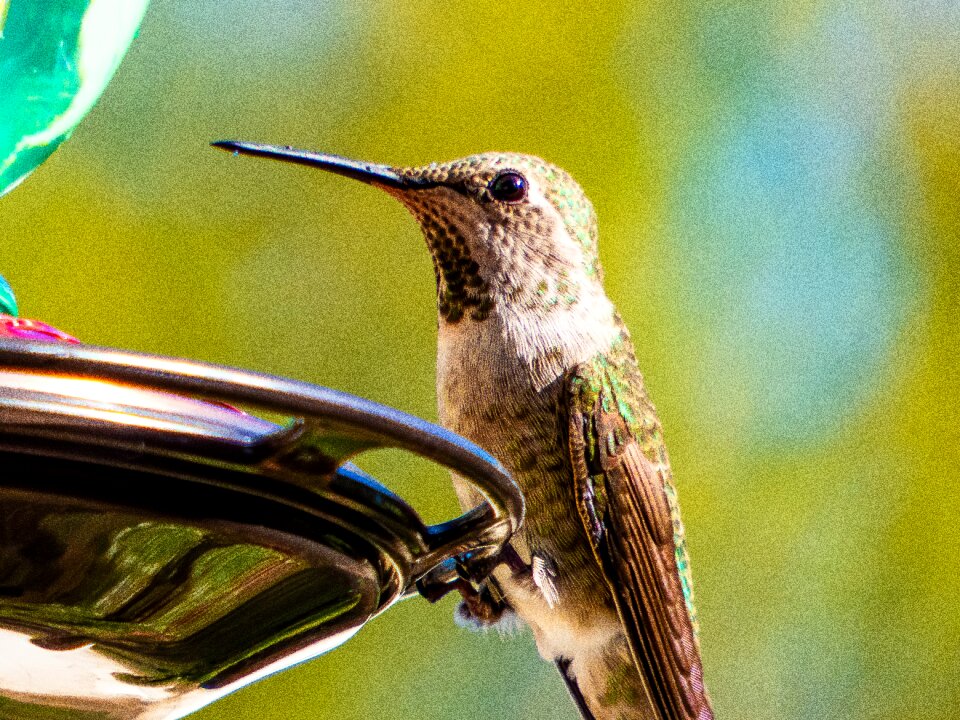 Bird wildlife animal