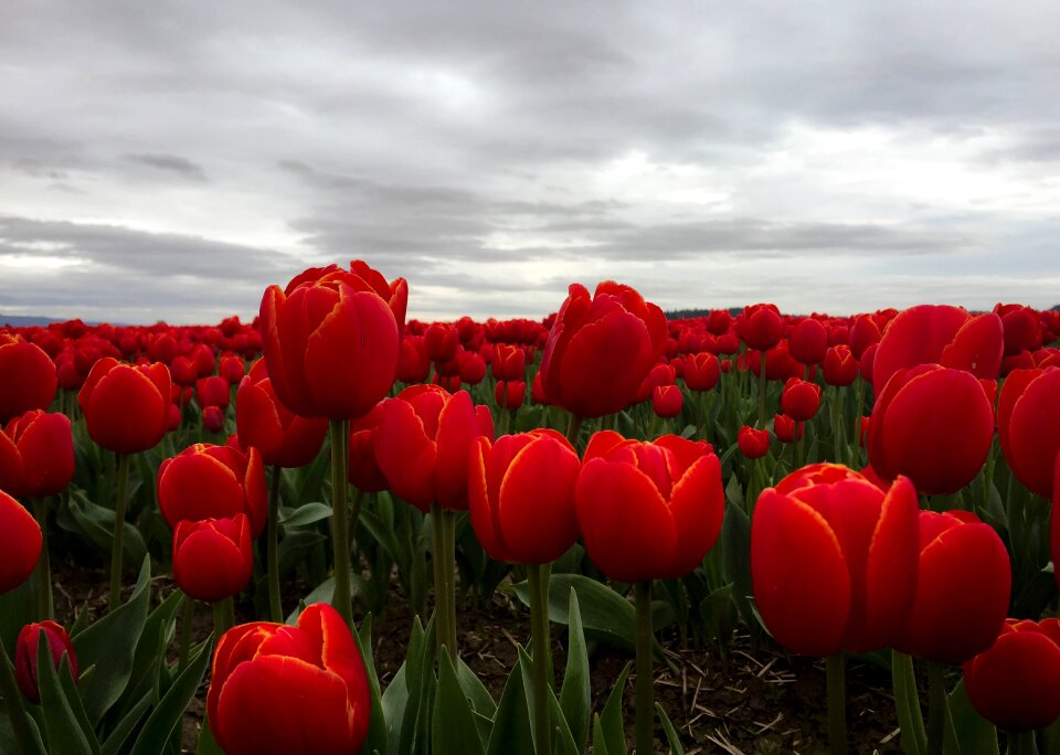 Mt vernon washington tulip fields