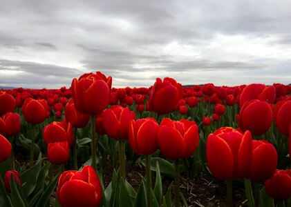 Mt vernon washington tulip fields