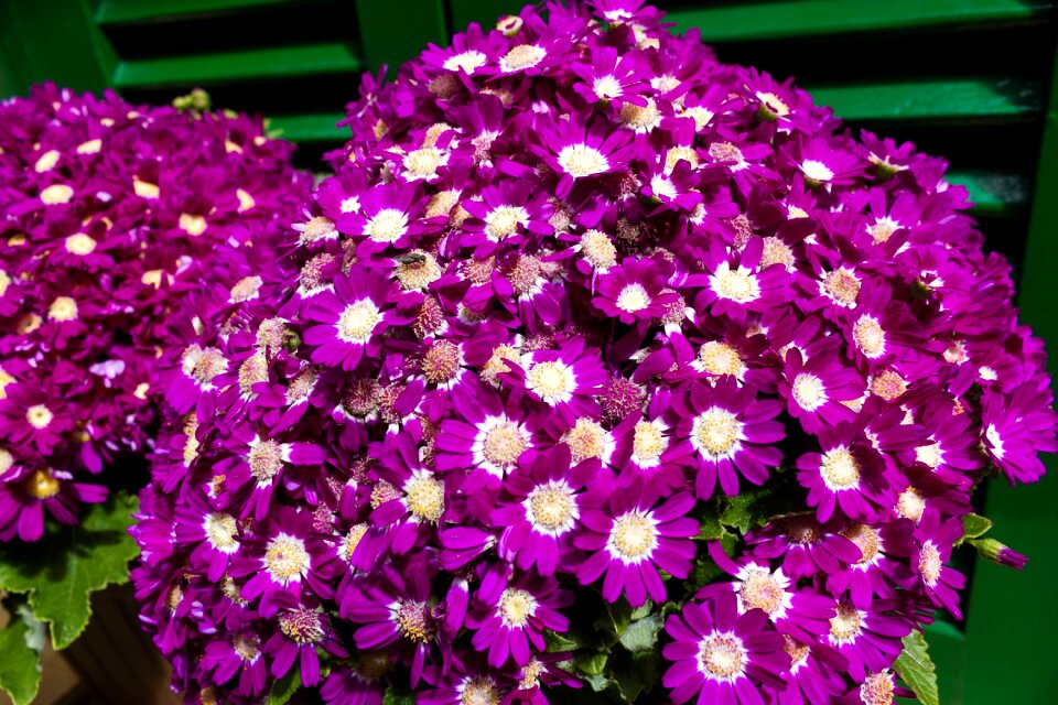 Purple blossom bloom
