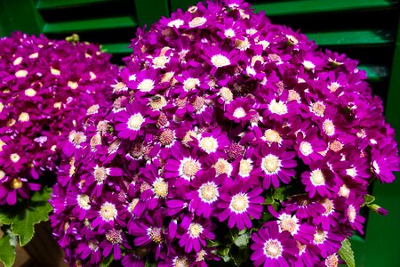 Purple blossom bloom