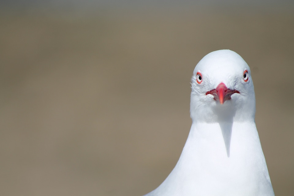 Seagull grumpy grumpy bird