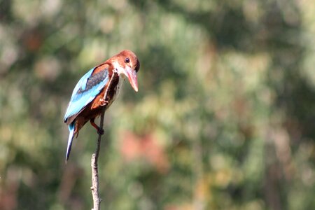 Nature halcyon smyrnensis