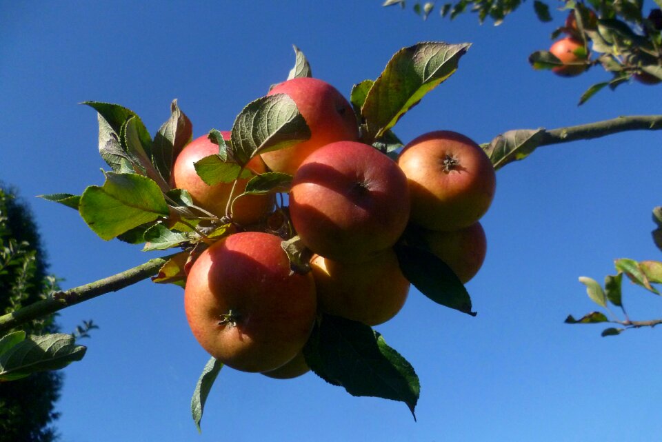 Garden harvest vitamins