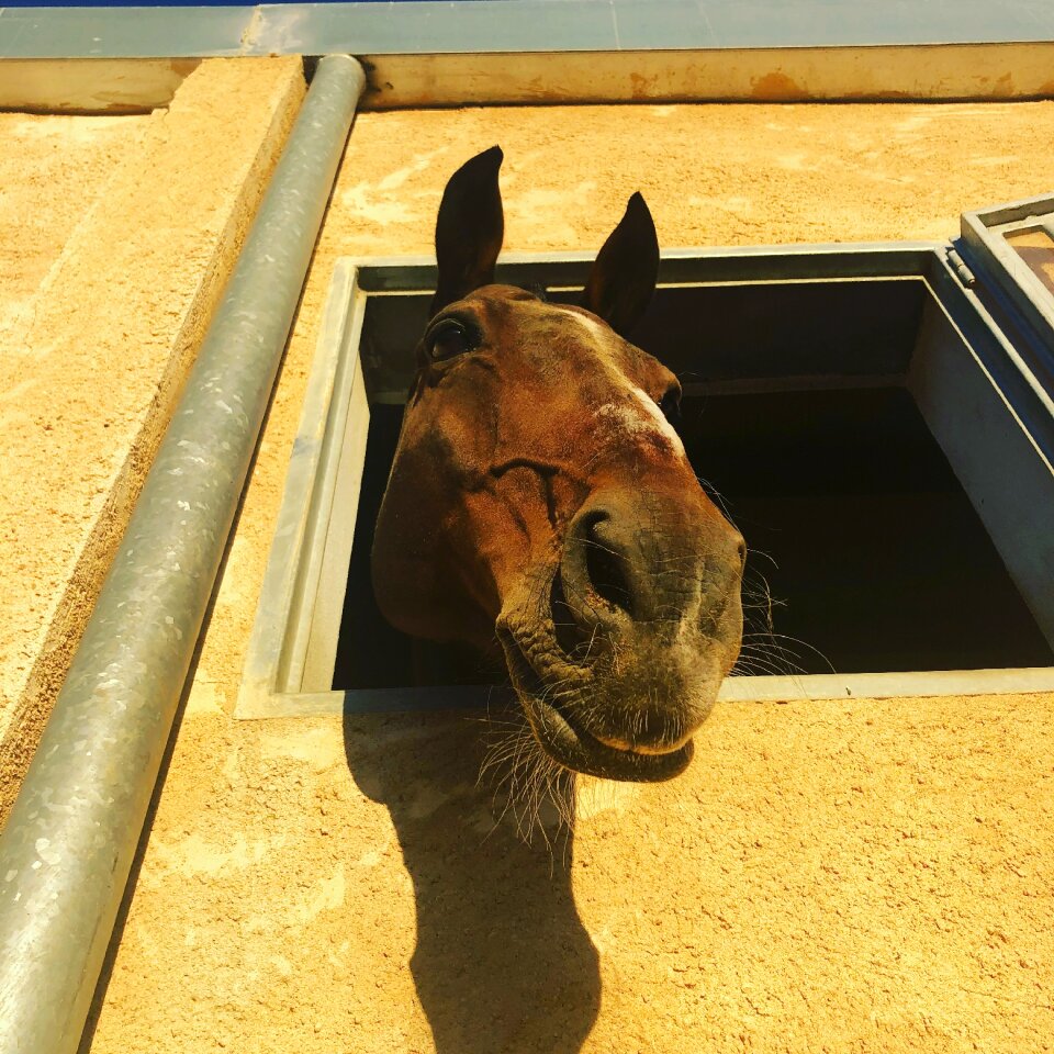 Horse block animals