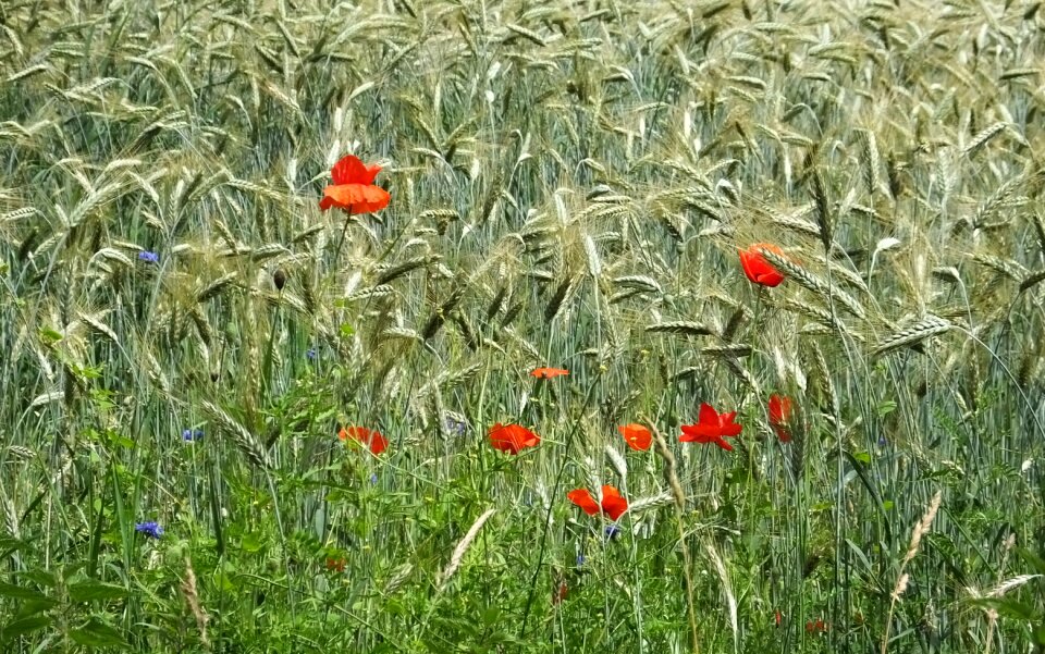 Barley corn klaprooos
