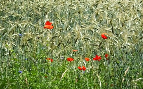 Barley corn klaprooos