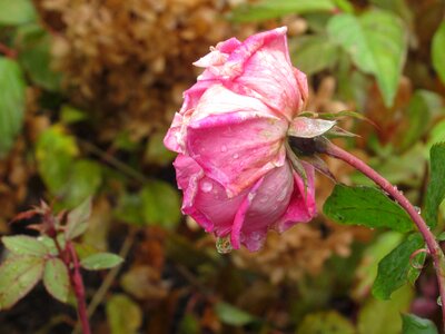 Rain pink petals photo