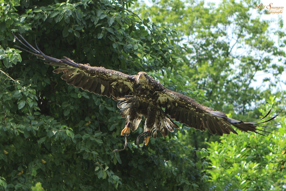 Eagle white tailed eagle bald eagle