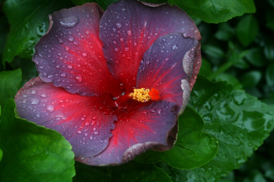 Tropical exotic hibiscus