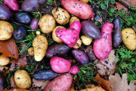 Color heart garden photo