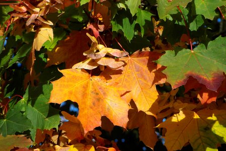 Autumn tree colored