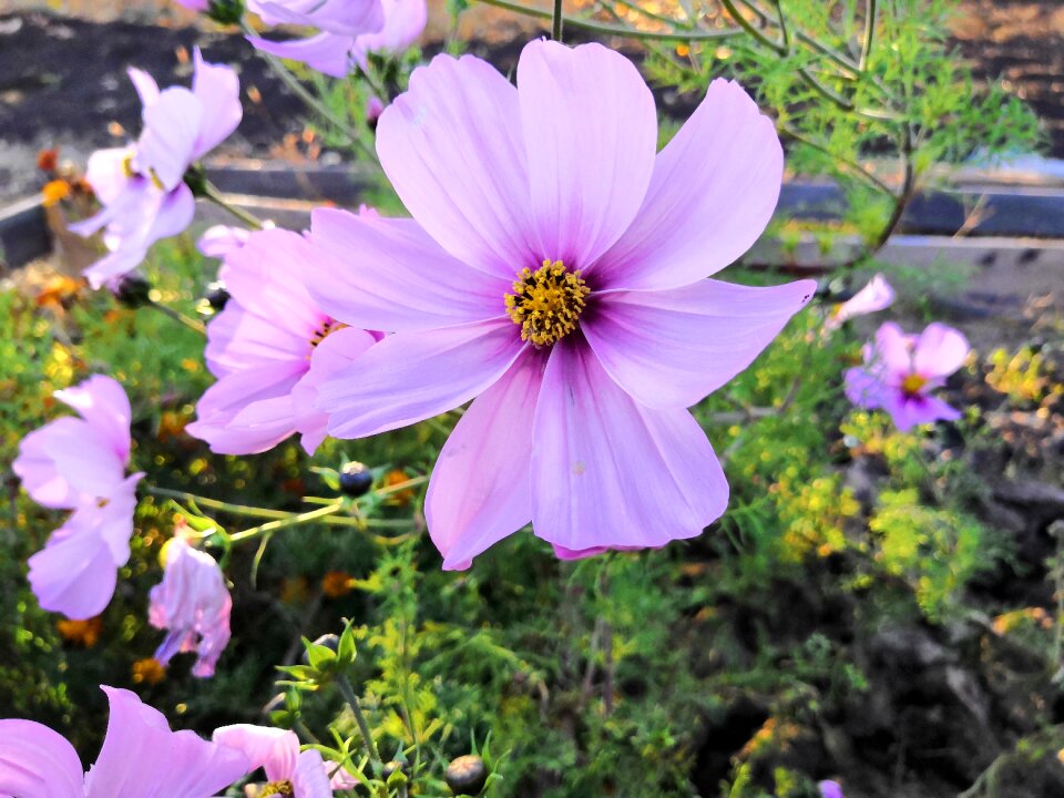 Lilac flower bloom