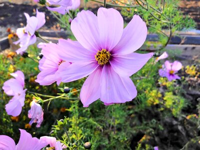 Lilac flower bloom