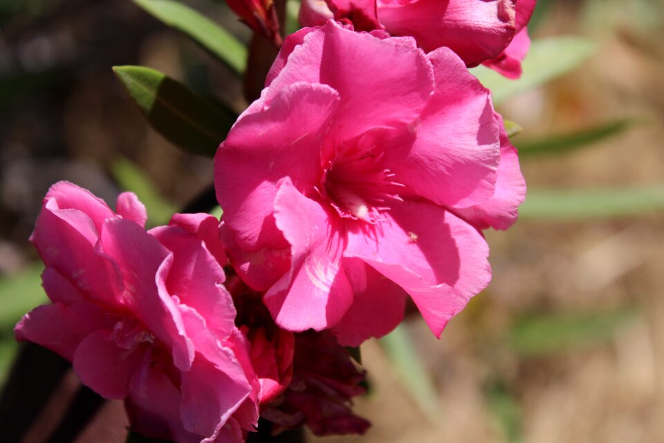 Nature love blossom