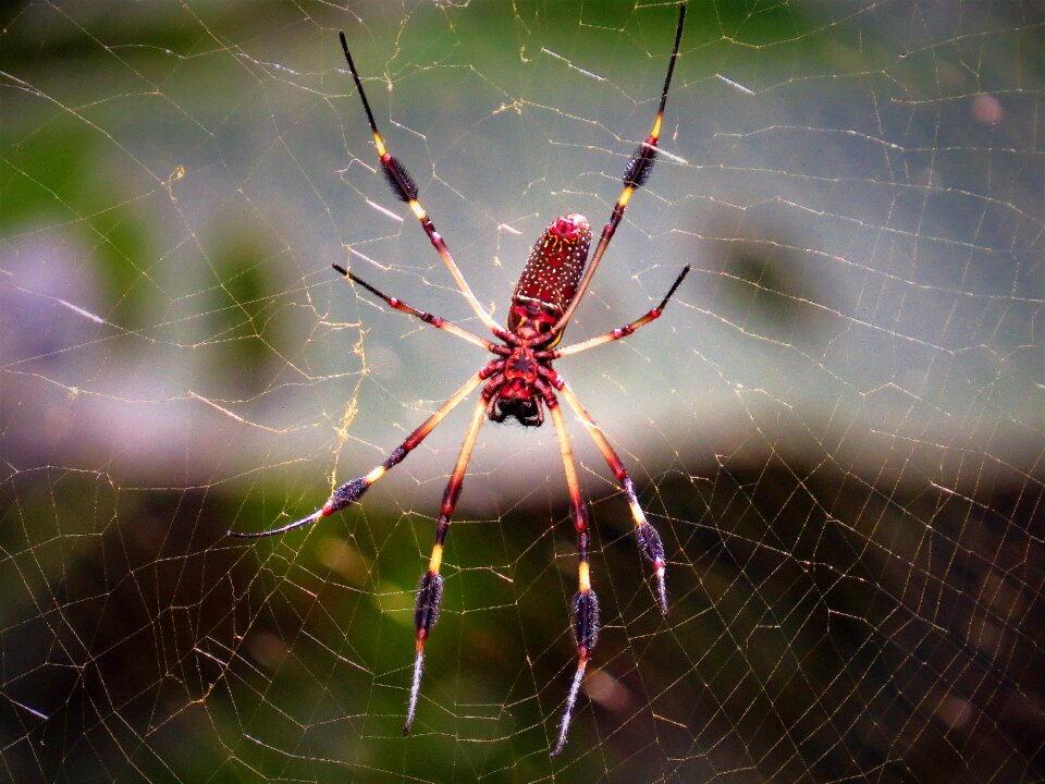 Arachnid insect garden