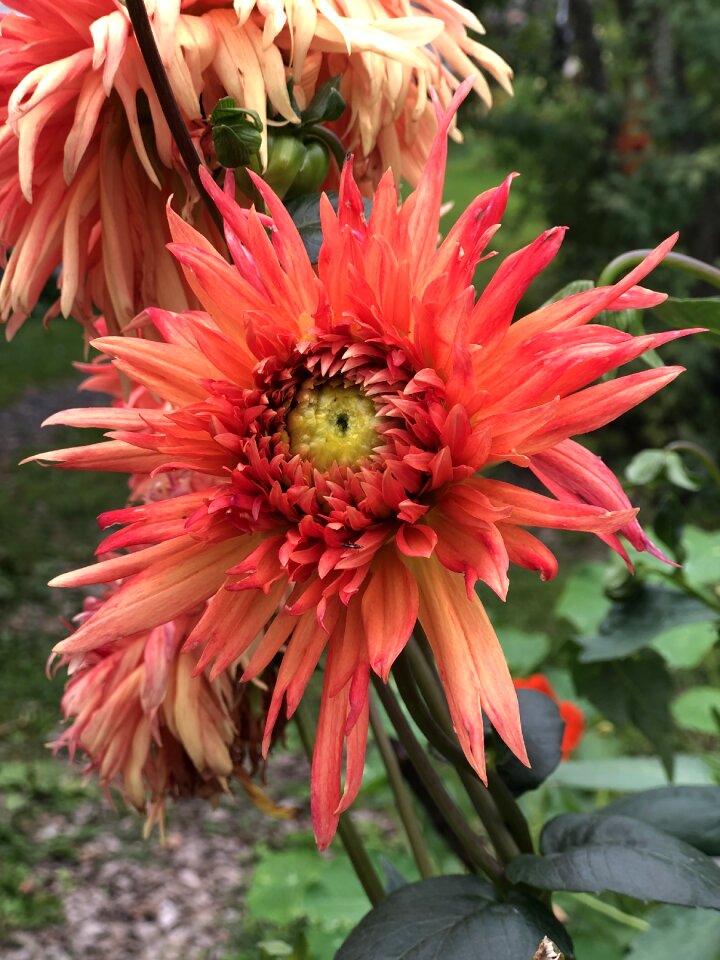 Flora bloom dahlias