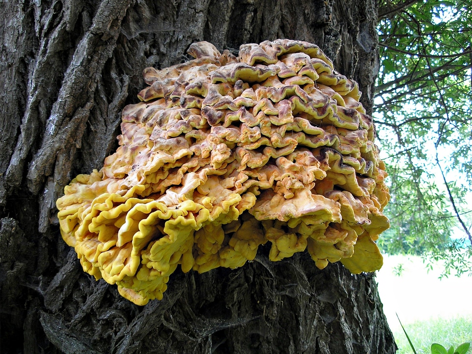 Forest tree fungi autumn