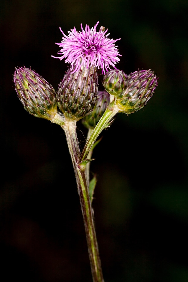 Bloom flower macro