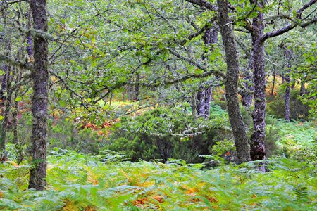 Forest path fern photo