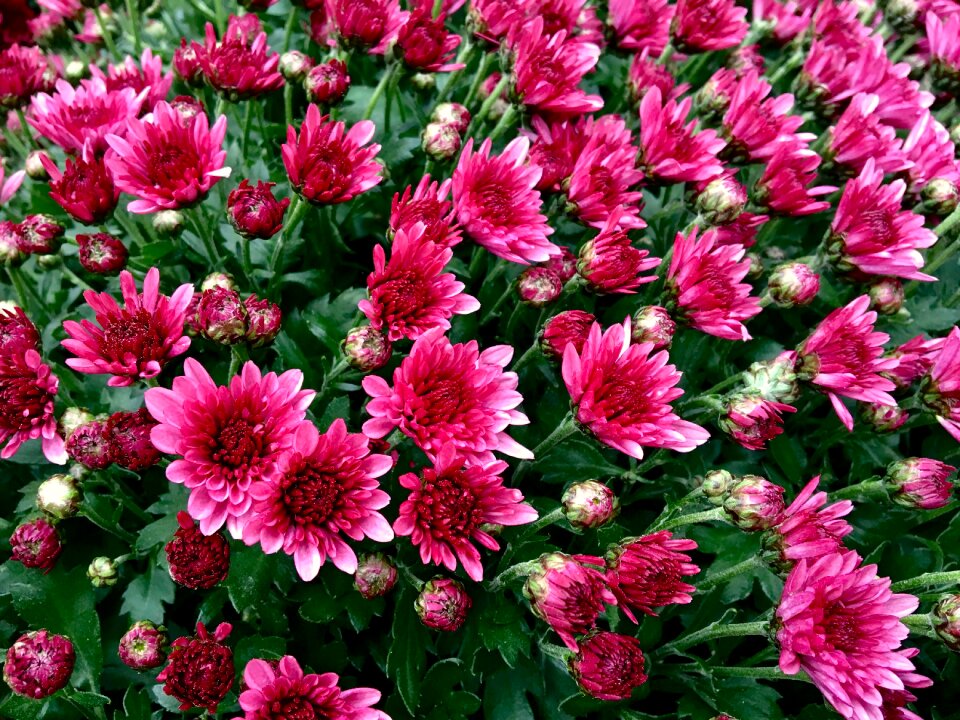 Blossom bloom red
