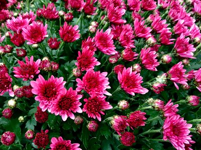 Blossom bloom red