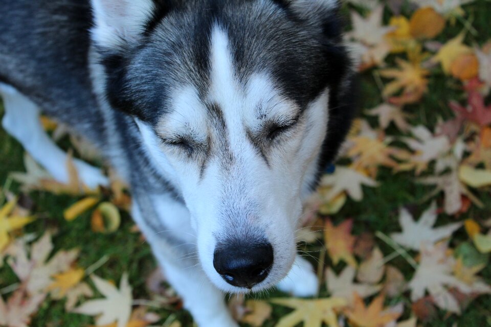 Nature canine mammal