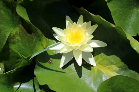 Island polvese water lilies