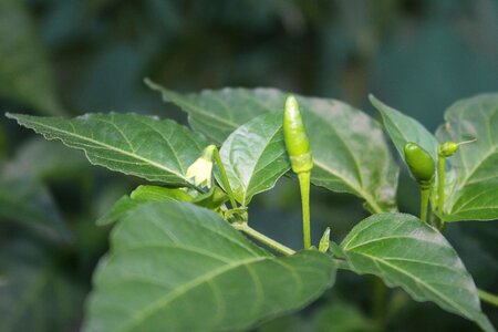 Tabasco ajì plant