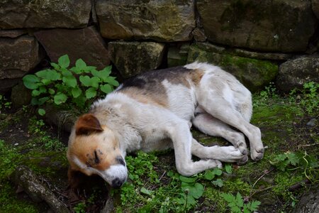 Dog georgia sleep