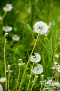 Summer meadow flower photo