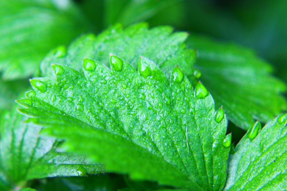 Nature garden water drop photo