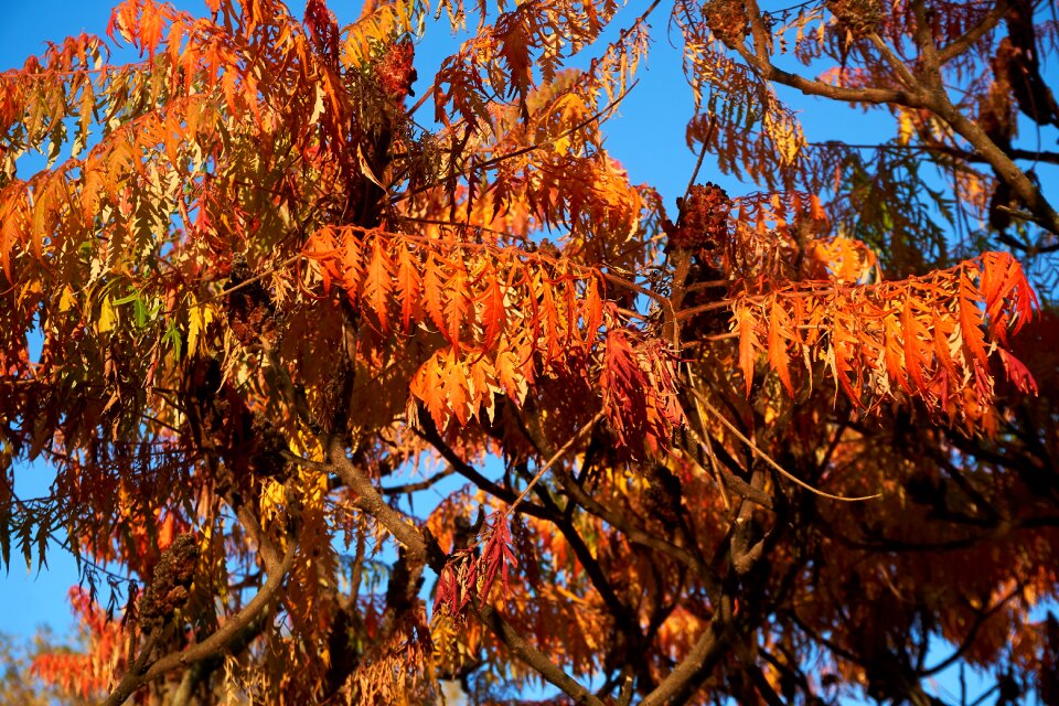 Tree fall color fall leaves photo