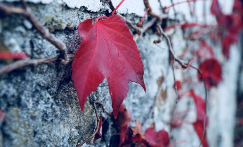 Maple the leaves red leaves