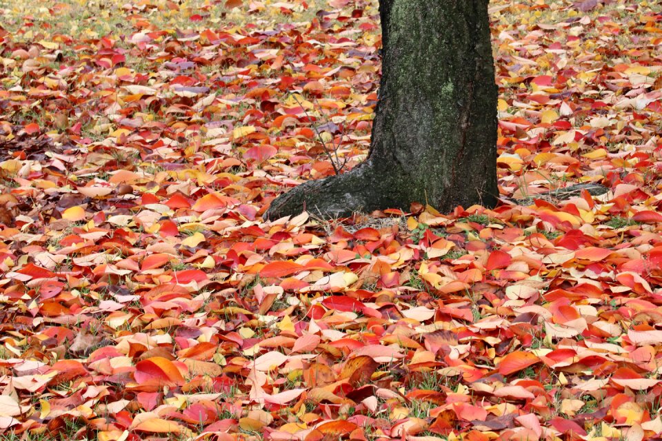 The leaves nature leaf