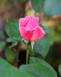 Bloom nature roses photo