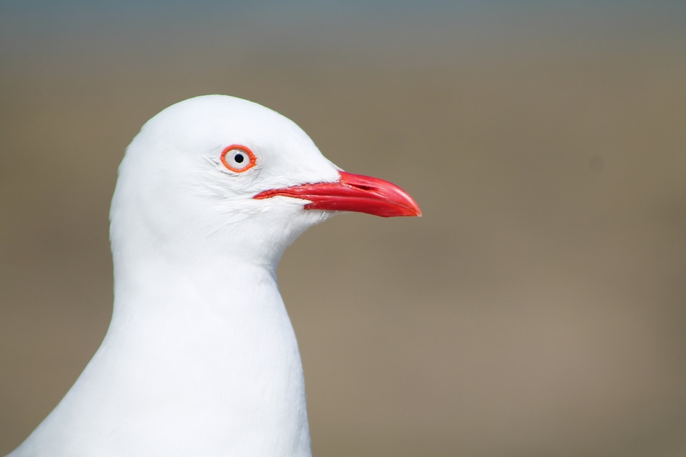 Seagull bird white