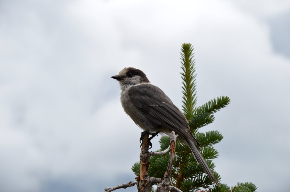 Animal feather singer