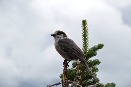 Animal feather singer