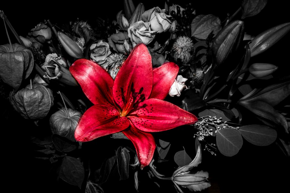 Bloom blossom nature