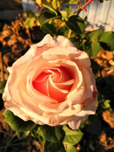 Flower bud roses