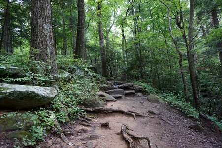 Trees forest rocks photo