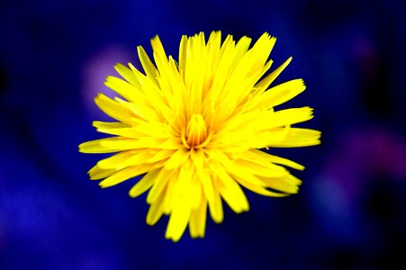 Flowers plant motive