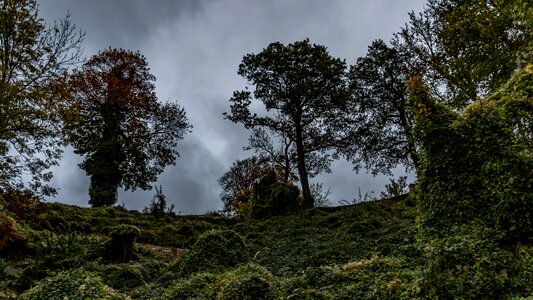 Nature forest landscape