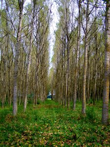 Poplar forest autumn nature