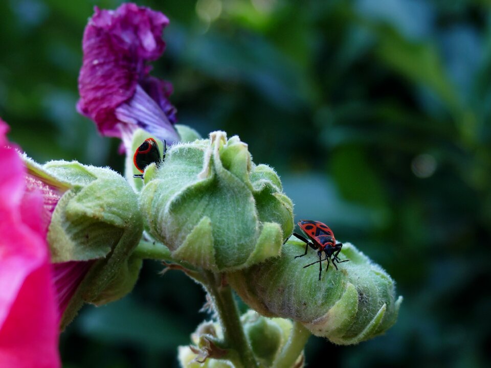 Close up insect photo insect